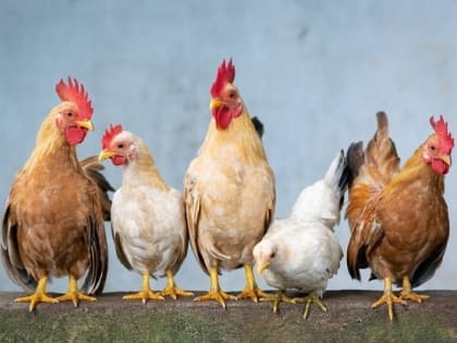 Народные приметы на 15 января 2023 года: что нельзя делать в Куриный праздник
