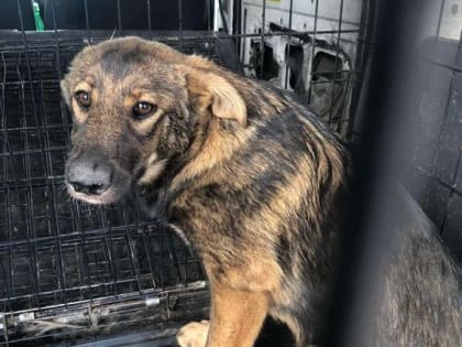 В столице Бурятии поймали шесть безнадзорных собак