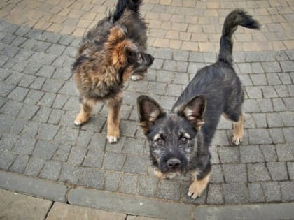Администрация Братского района в Иркутской области выплатила компенсацию трем детям за укусы бездомных собак