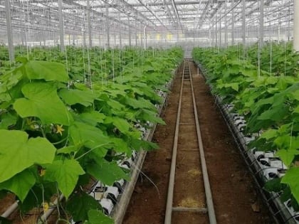 Жителей Бурятии призывают регистрировать личные подсобные хозяйства