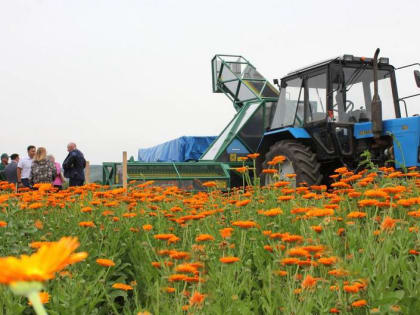 БГСХА получила в подарок семена 20 лекарственных растений