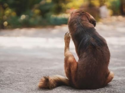 Улан-удэнец продолжает отпускать собаку на самовыгул, несмотря на три штрафа