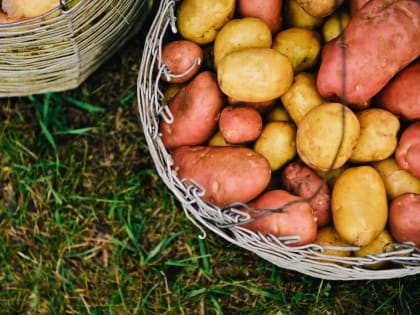 В Бурятии побит прошлогодний рекорд по урожаю картофеля