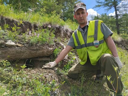 В Бурятии лисиц накормили вакциной от бешенства