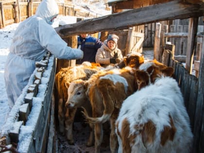 Джидинский район внес больше всех коров в систему учета в Бурятии