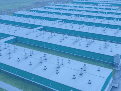 «Сибагро» построит в Монголии свинокомплекс