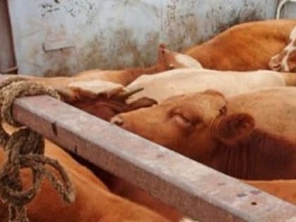 В Бурятию незаконно завезли коров из Забайкалья