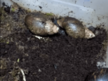 Самую гигантскую улитку в мире можно увидеть в Улан-Удэ