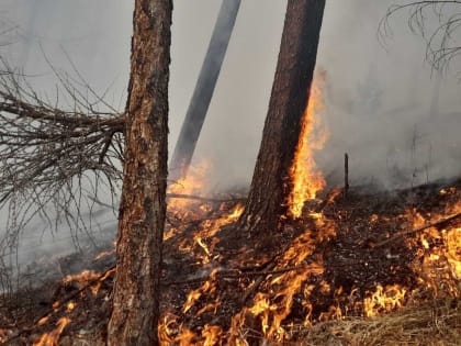 В Бурятии зафиксированы первые грозовые пожары