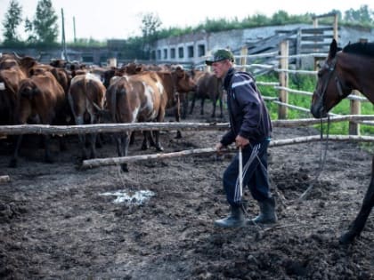Навоз и ныне там: в РФ увидели риски закрытия животноводческих предприятий. Фермеры просят отменить требования по утилизации отходов из-за высокой стоимости площадок для их хранени