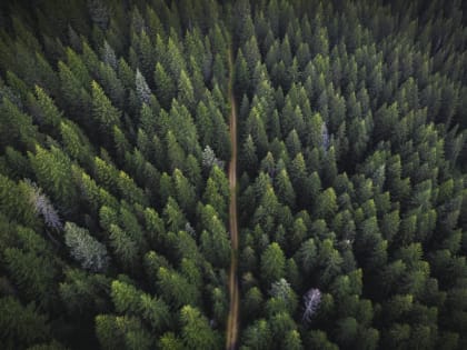 В Бурятии разработали программу мониторинга состояния леса