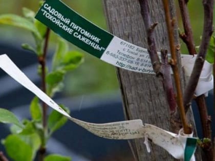 Бурятские питомники представят плодово-ягодные и декоративные саженцы на ярмарке в Монголии