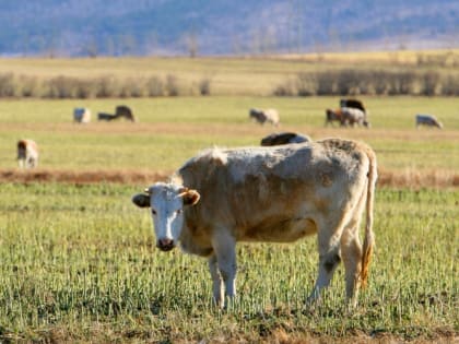 Животноводы Бурятии получат новые субсидии на содержание скота