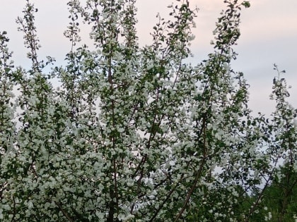 Погода в Бурятии 29 мая 2023 года