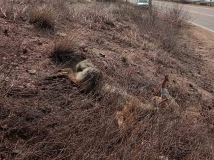 У кладбища в  Улан-Удэ нашли покалеченную мёртвую лису