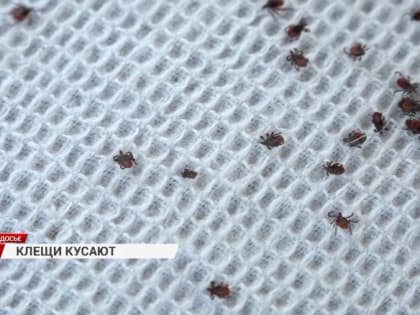 В Бурятии клещи покусали уже 281 ребенка