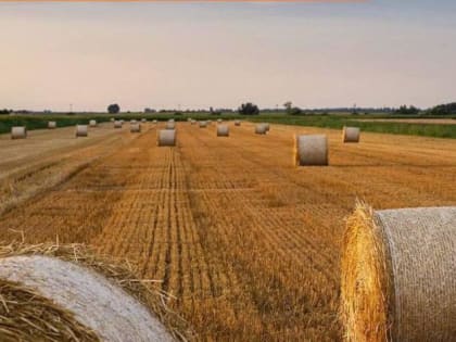 В Бурятии результаты уборки зерновых превзошли ожидаемые прогнозы