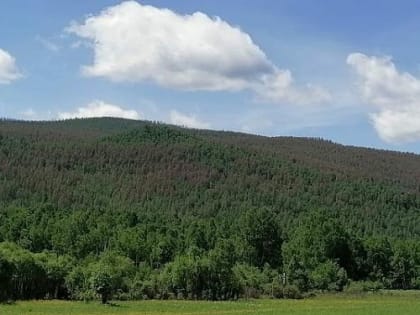 В районе Бурятии лесной вредитель объедает лиственницы