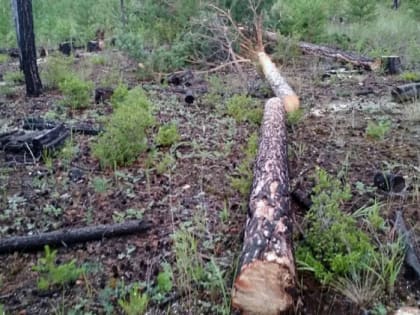 Пятеро жителей Иркутской области заплатят 500 тысяч за 100 деревьев