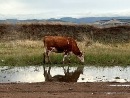 Монголия и Бурятия будут обмениваться информацией о вспышках болезней животных