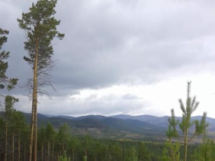 Представителей общественности Бурятии приглашают на Круглый стол по развитию лесопромышленности