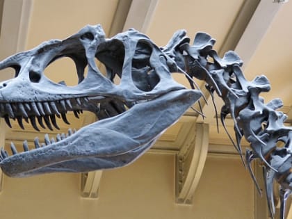 В Монголии впервые проведут «Фестиваль динозавров»