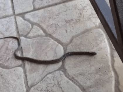 В Бурятии змея ужаснула жителей райцентра