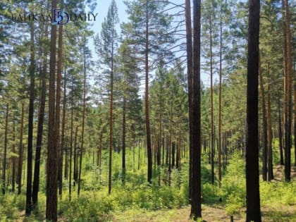 В Бурятии введён полный запрет на посещение леса