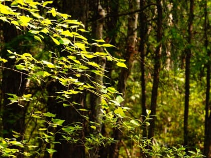 В Северобайкалье охотник случайно убил знакомого, выстрелив в лося