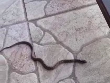 «Ужас»: в Бурятии к жителям поселка Кедровый в дом заползла змея