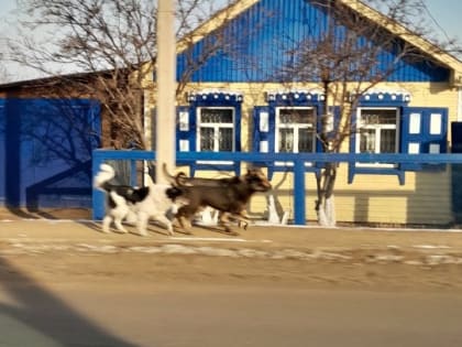 В Бурятии бездомные собаки убивают куриц