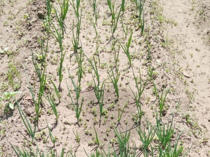 Бурятия получит дополнительное финансирование на мелиорацию сельхозземель