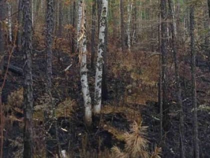 Пять лесных пожаров ликвидировали в Бурятии