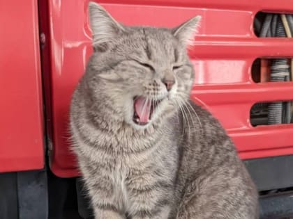 В Бурятии в пожарной части завели котенка