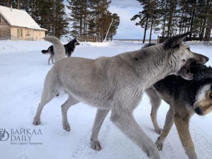 В Кызыле зафиксированы случаи бешенства