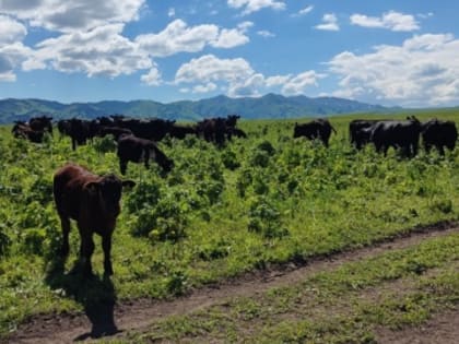 Новый резидент ТОР «Бурятия» будет производить до 2,2 тысяч тонн говядины в год