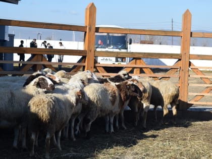 Фермеры Бурятии представили наработки в племенном деле на сельхозвыставке «Байкал Агро»