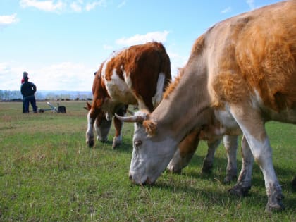 В Бурятии рассказали, как проходит конкурс грантов фермерам
