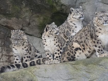 В Монголии началось двухэтапное исследование снежных барсов