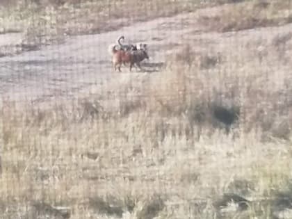 В Улан-Удэ ребёнок отбился сумкой от агрессивной собаки