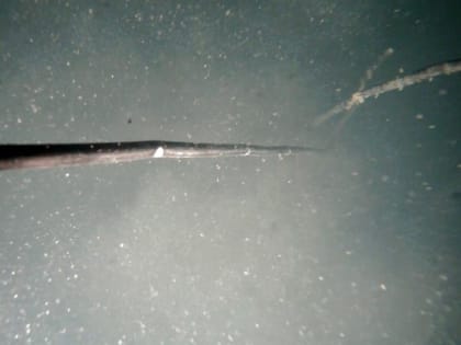 Гундаров рассказал о нестыковках в американской версии подрыва «Северных потоков». Польша и Украина не имеют необходимых судов и технологий