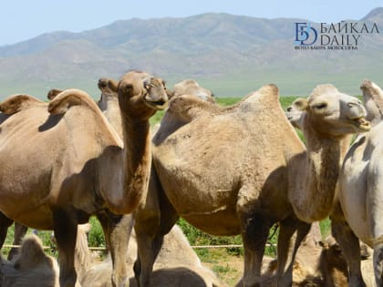 Монголия стала инициатором создания «Всемирной ассоциации двугорбых верблюдов»