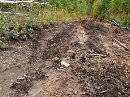 В Бурятии «чёрного лесоруба» поймали с поличным