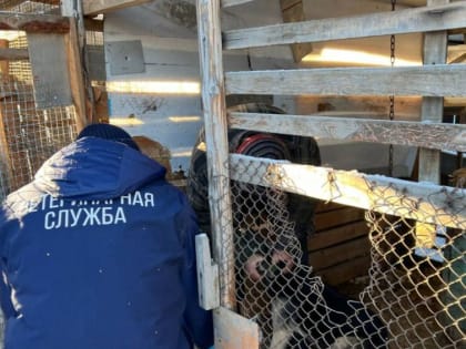 Еще один очаг бешенства выявили в Бурятии