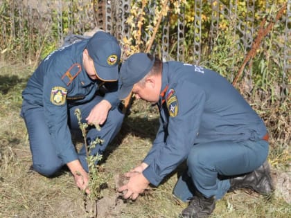 Рябиновая аллея появилась в пожарной части Улан-Удэ