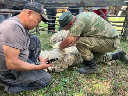 Праздник стрижки овец в Этнографическом музее