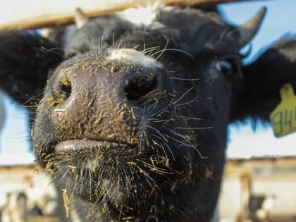 В Бурятии 9 сел остаются неблагополучными по бешенству и другим болезням