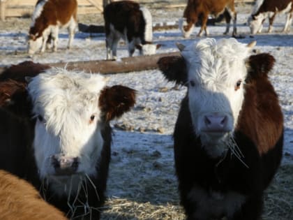 Фермеры в Бурятии могут получить деньги за содержание скота