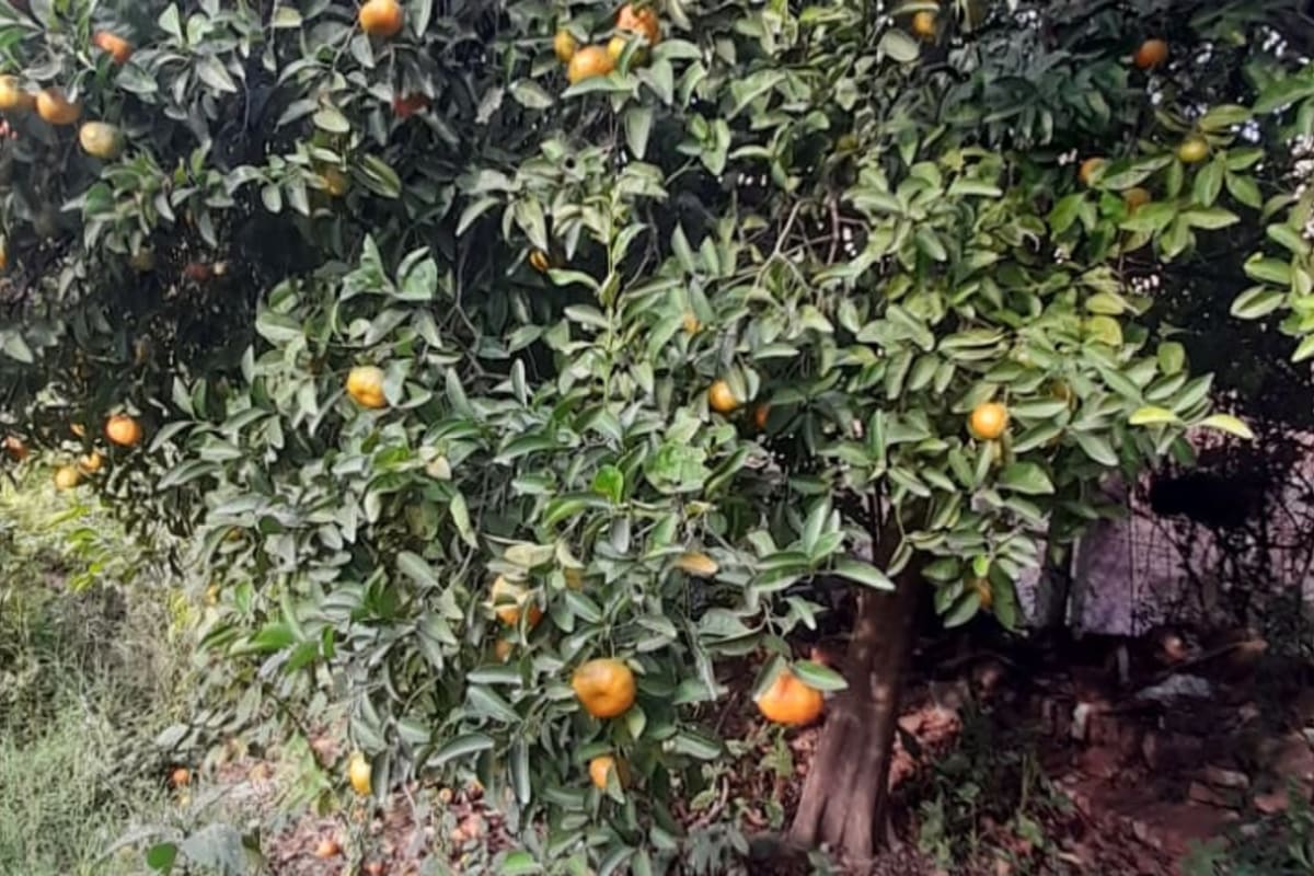 Oportunidad en Barrio La Rural: Terreno de 408 m2 con Frente Amplio y Todos los Servicios