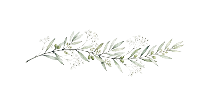 Ulivo